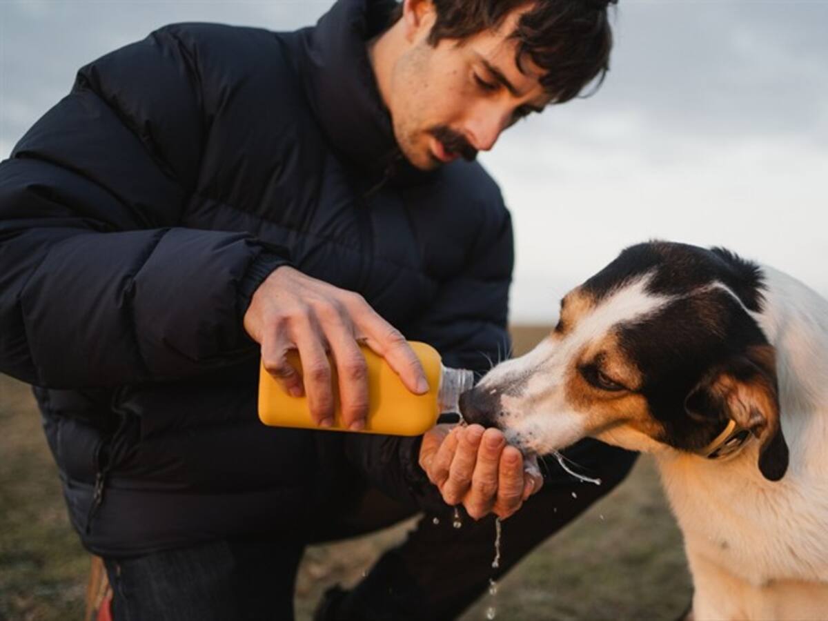 ¿Qué aspectos debe tener en cuenta antes de tener una mascota?