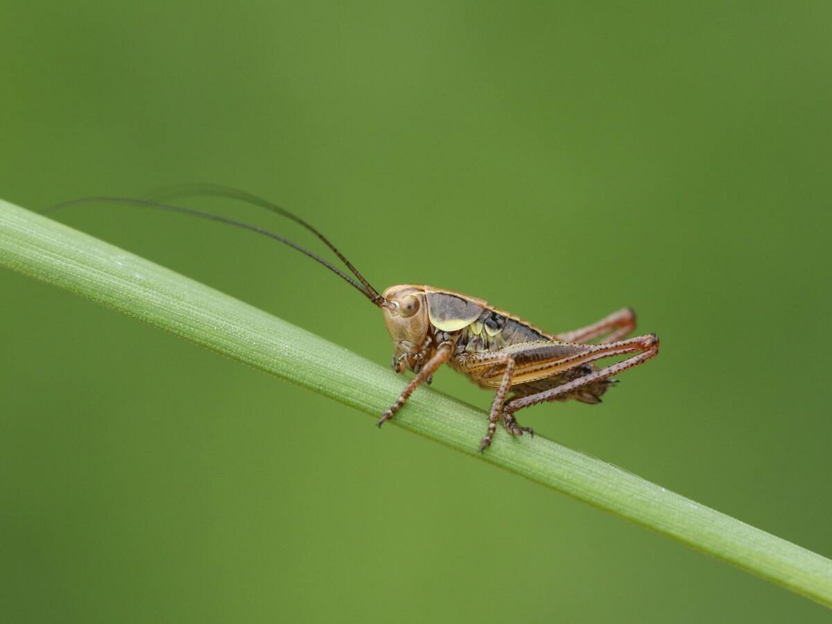 Harina de grillos, una alternativa saludable y sostenible desarrollada por colombianos