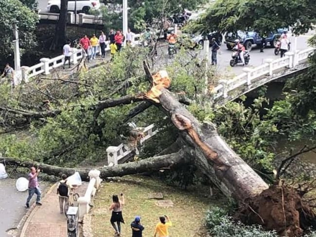 Emergencia en Cali tras caída de un árbol de más de 200 años. Foto: Bomberos de Cali