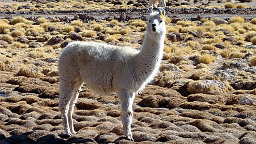 Los anticuerpos de las llamas y alpacas podrían neutralizar el coronavirus. Foto: Getty Images