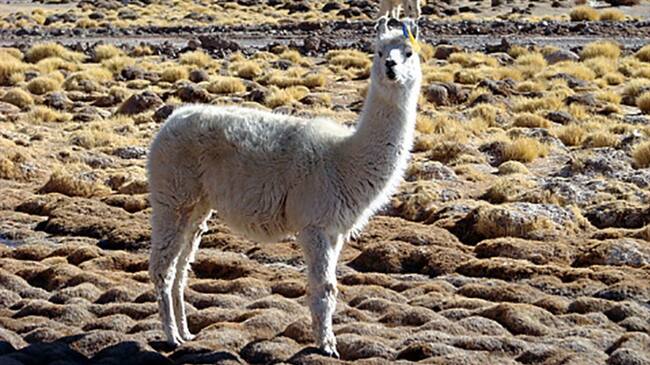 Los anticuerpos de las llamas y alpacas podrían neutralizar el coronavirus. Foto: Getty Images