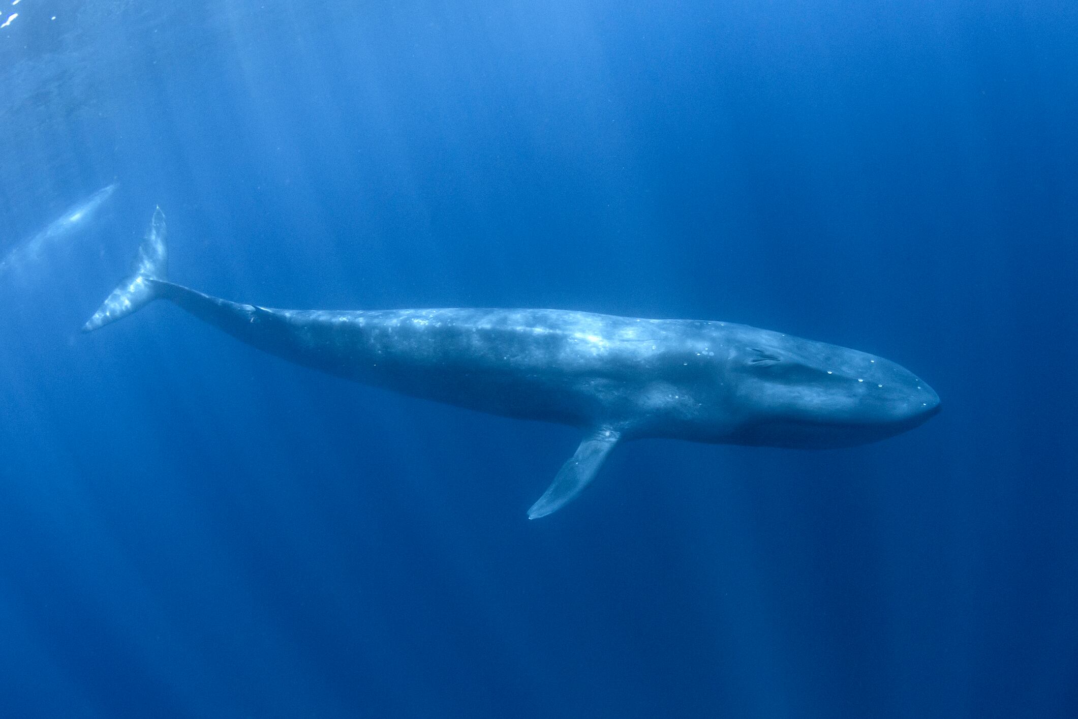 Ballena azul. Foto: Getty Images.