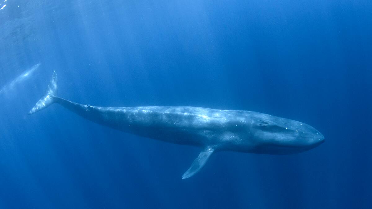 ¿Cuál es el animal más grande del mundo? No es el elefante ni la jirafa