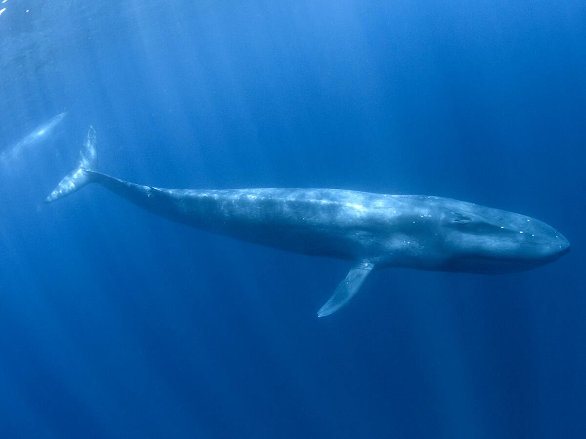 ¿Cuál es el animal más grande del mundo? No es el elefante ni la jirafa