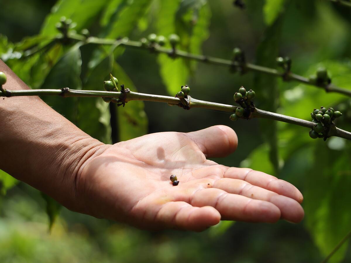 Cultivos de café en Norte de Santander están en riesgo por oleada de calor