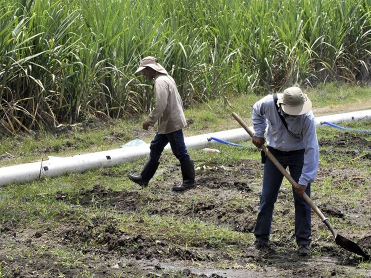 Rechazan quema de cultivos de caña en el norte del Cauca