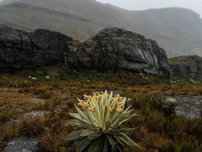Son 12 municipios que tienen área de influencia en este páramo de más de 450 kilómetros cuadrados. Foto: Colprensa.