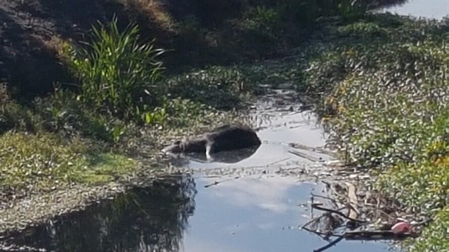 El río Suárez cobija 77 municipios de Boyacá, Cundinamarca y Santander.. Foto: W