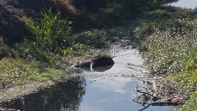 El río Suárez cobija 77 municipios de Boyacá, Cundinamarca y Santander.. Foto: W