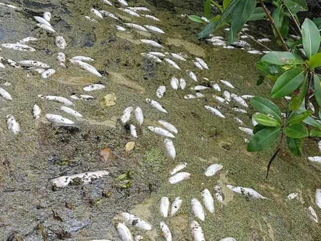 Mortandad masiva de millones de peces en ríos que descienden de la Sierra Nevada