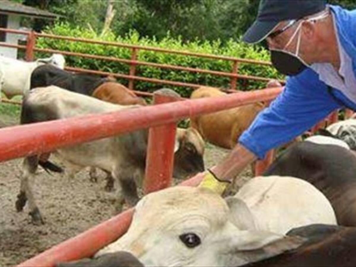 Norte de Santander trabaja para evitar ingreso de fiebre aftosa por la frontera