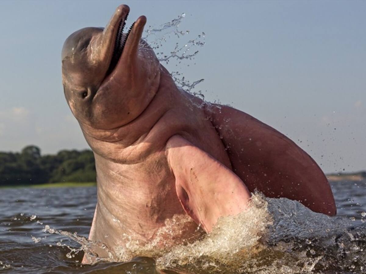 Plan regional en el Amazonas busca conservar los delfines de río