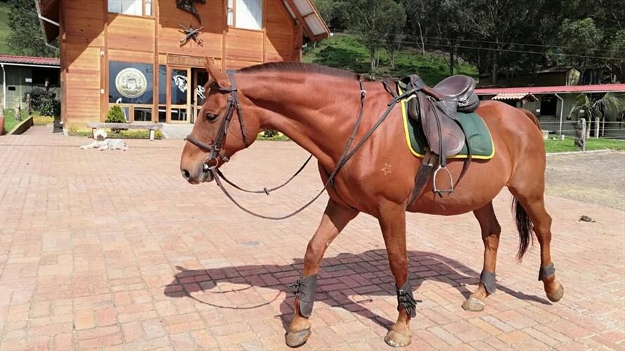 Policía realiza un reconocimiento a "Catalino", un caballo insignia de la Institución . Foto: Redacción W Radio