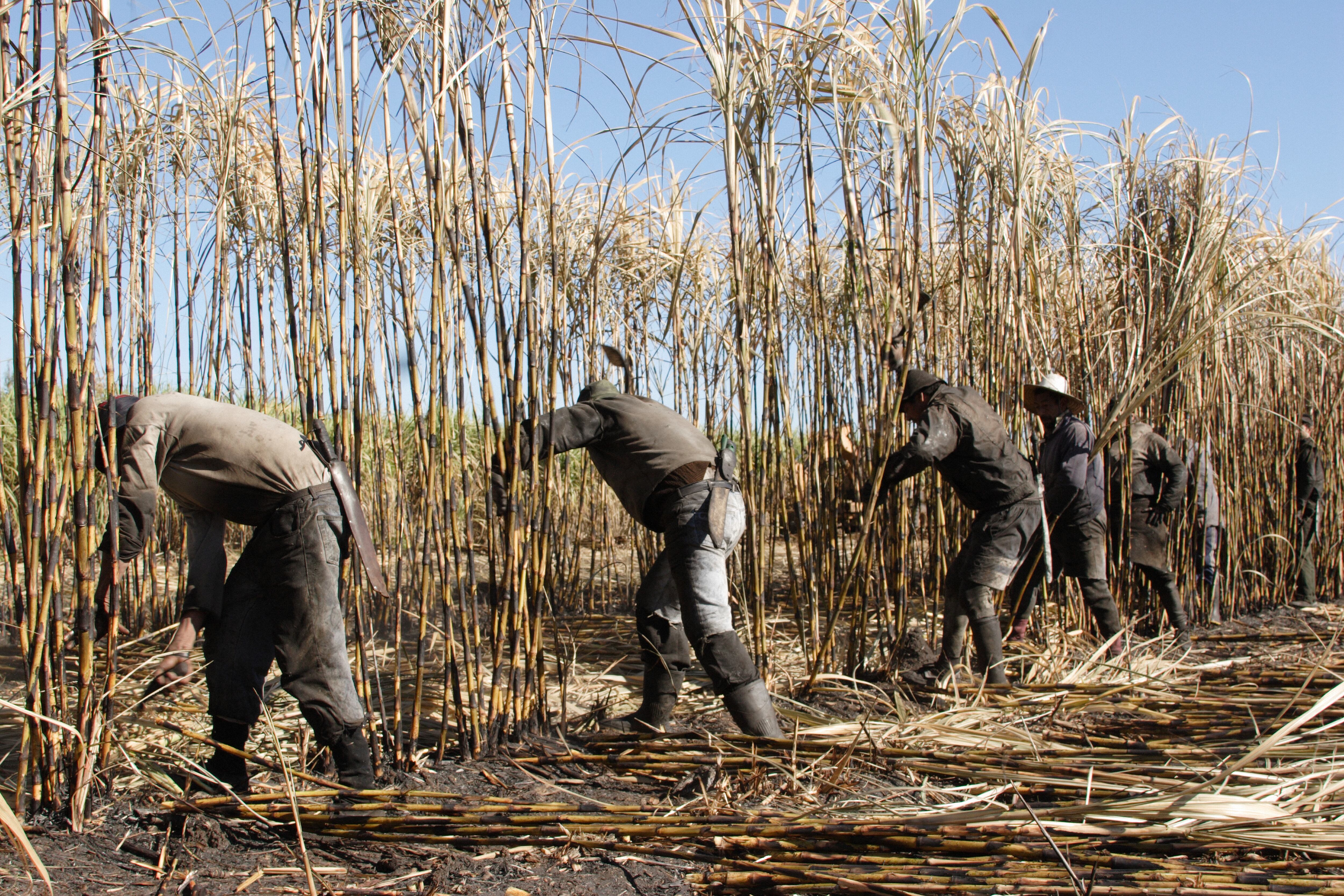 Trabajadores de la caña, imagen de referencia | Foto: GettyImages