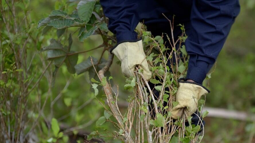 Imagen de referencia de cultivos de coca - PNIS. / Foto: Getty Images / RAUL ARBOLEDA.