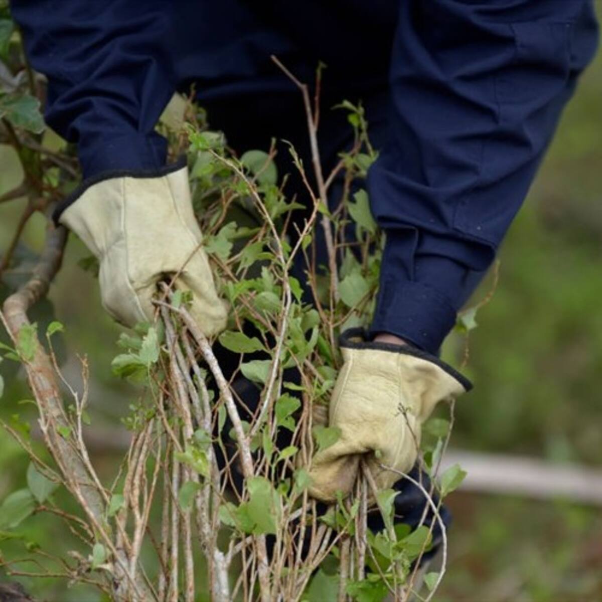 Familias PNIS protestan por incumplimientos del Gobierno Nacional en Norte de Santander