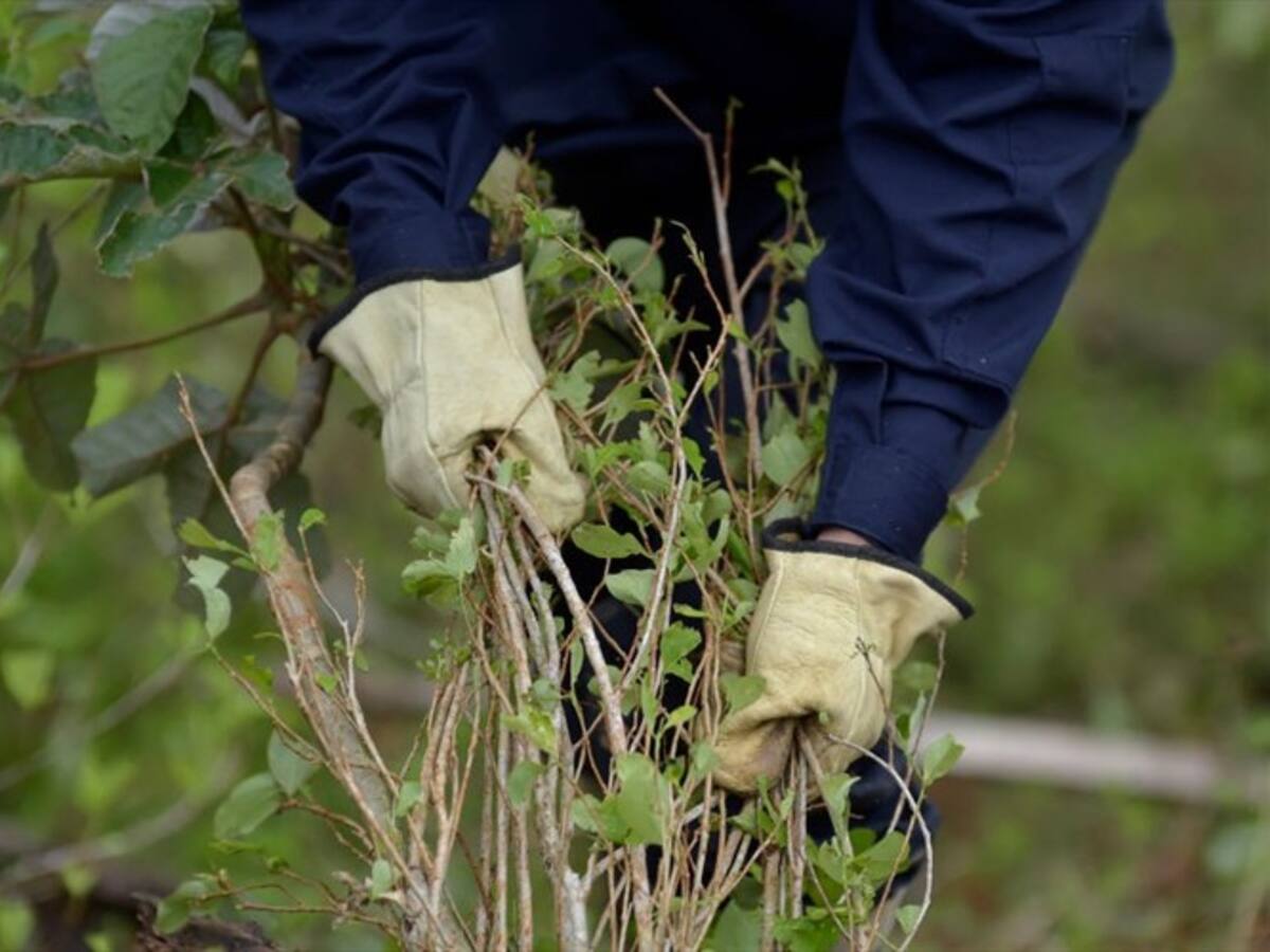 Denuncian que sustitución voluntaria de cultivos será desfinanciada en Presupuesto