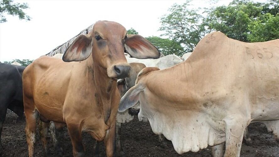 Las exportaciones de carne no se deben afectar por nuevo foco de fiebre aftosa. Foto: Colprensa