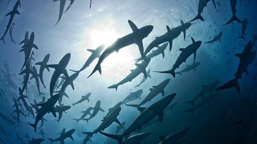 Mujer tropezó dentro de tanque lleno de tiburones justo cuando iban a comer. Foto: Getty Images