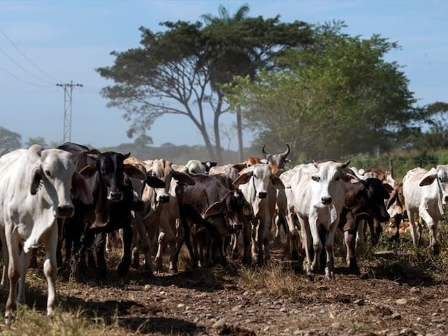 Tras informe de Contraloría, piden nueva adjudicación de recursos parafiscales del ganado. Foto: Getty Images