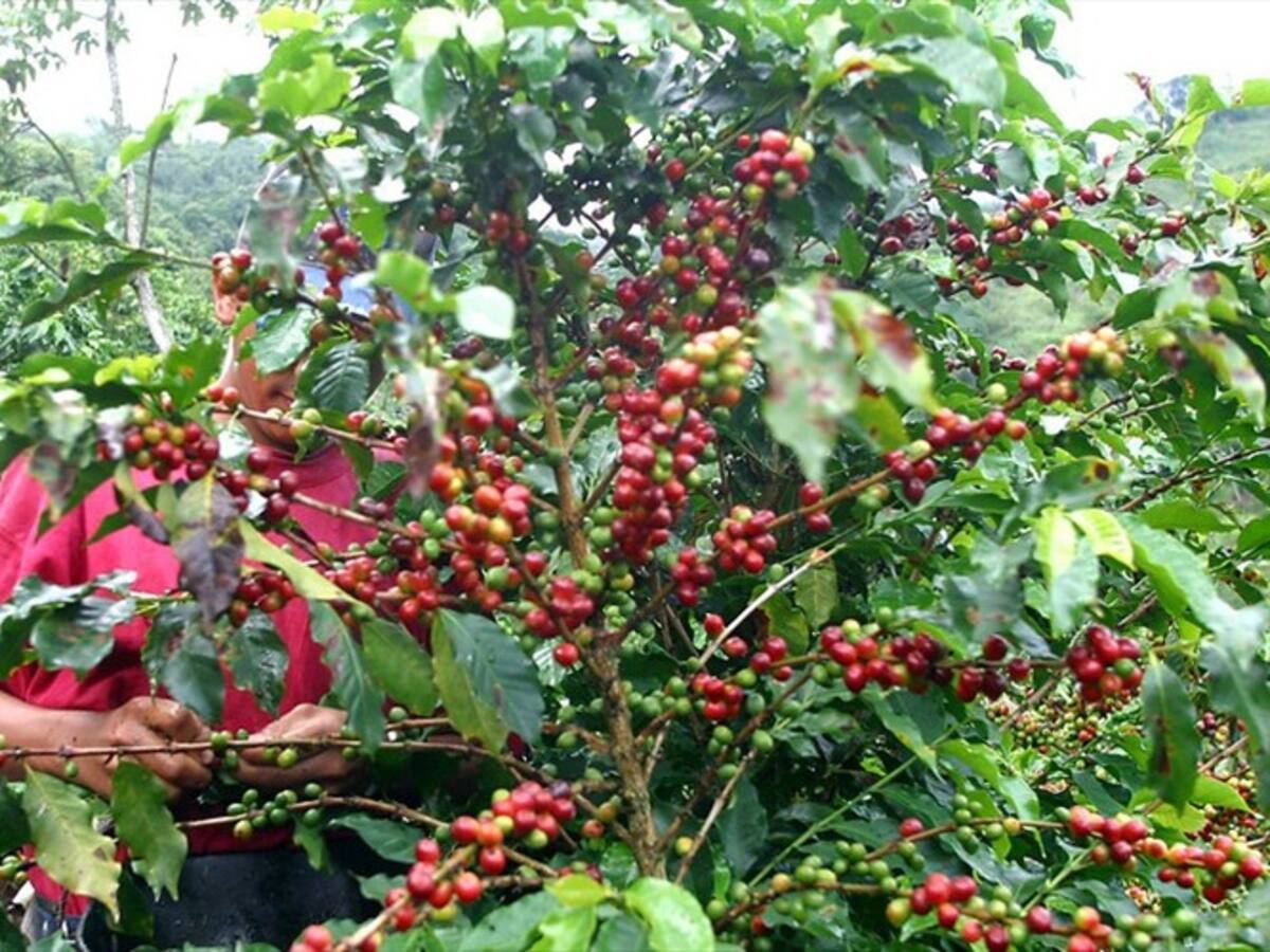 Producción de café se redujo levemente en julio, según informe de la FNC