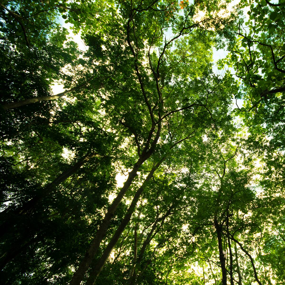 Hombre en Brasil sembró más de 40.000 árboles y creó todo un ecosistema