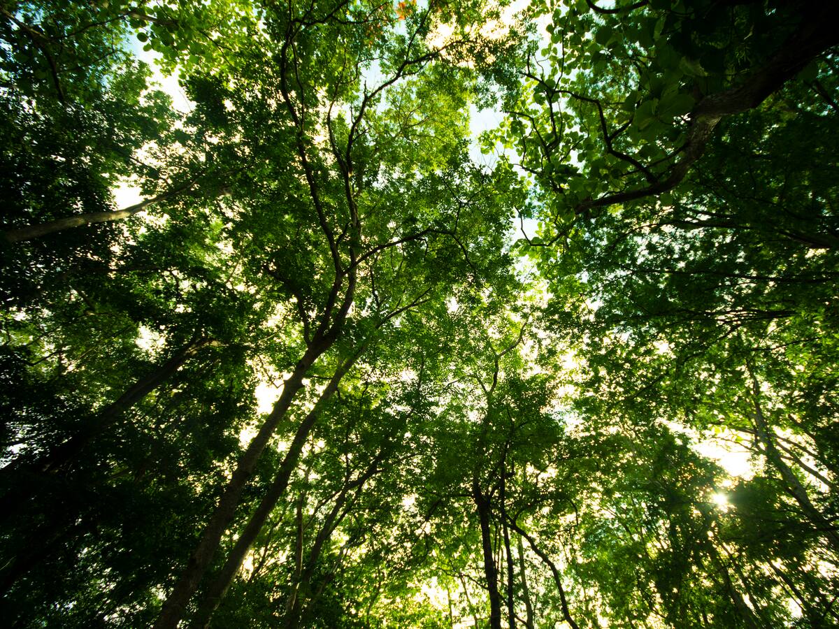 Hombre en Brasil sembró más de 40.000 árboles y creó todo un ecosistema