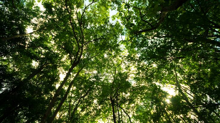 Hombre en Brasil sembró más de 40.000 árboles y creó todo un ecosistema