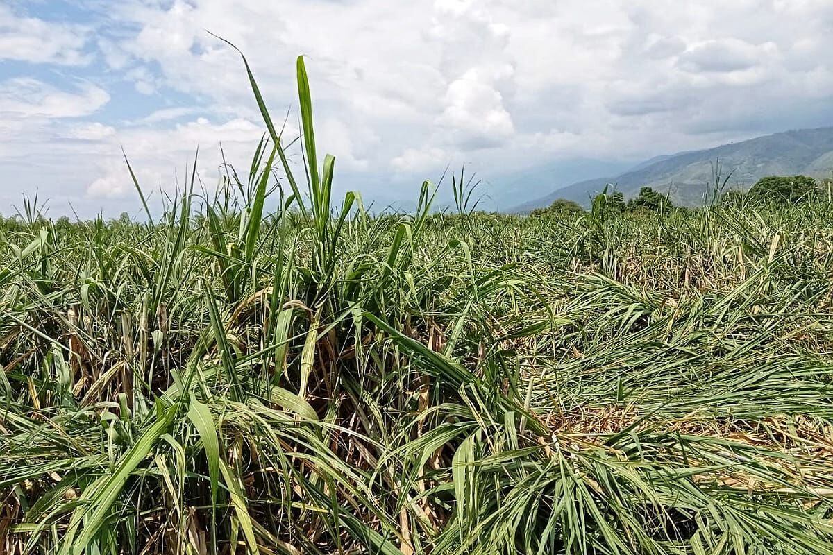 Desde el pasado seis de febrero no realizan labores en algunos territorios cañeros. Crédito: Víctimas de Invasión del Cauca.