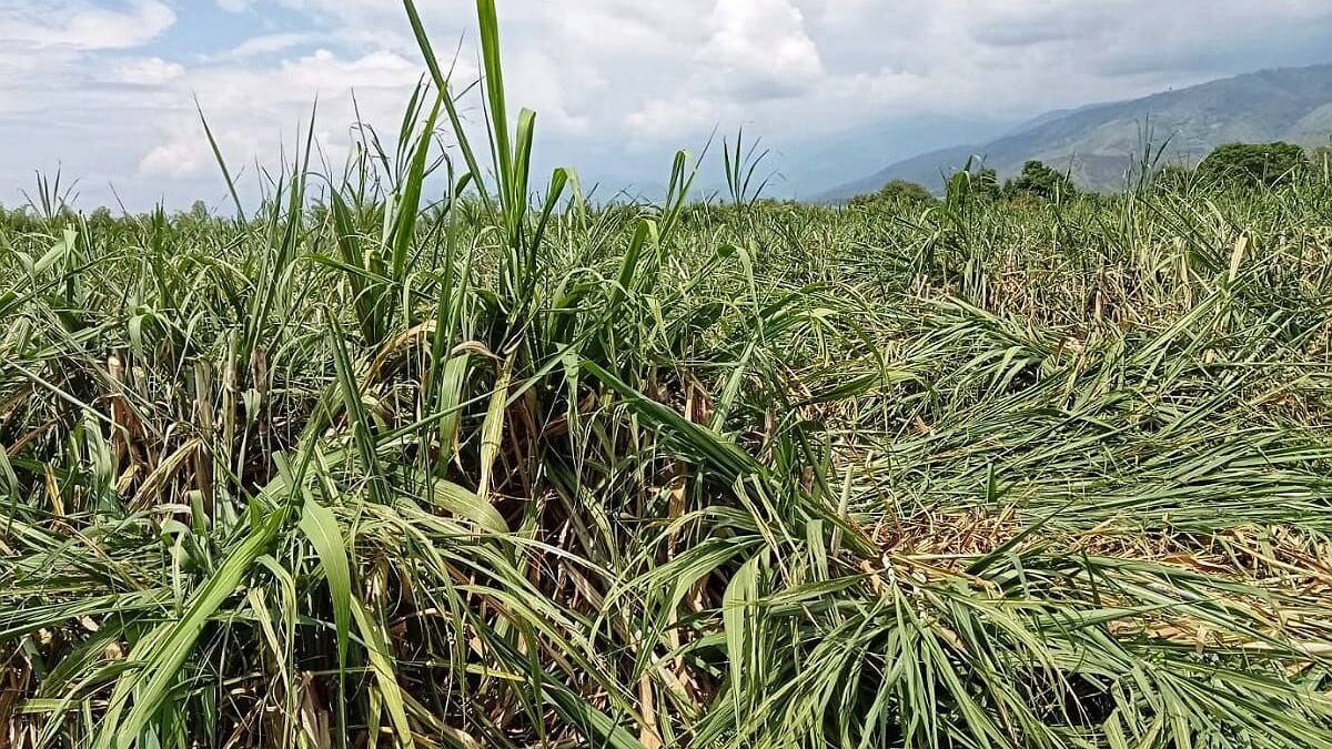 Trabajadores de la caña denuncia pocas garantías para ejercer su trabajo en el Cauca