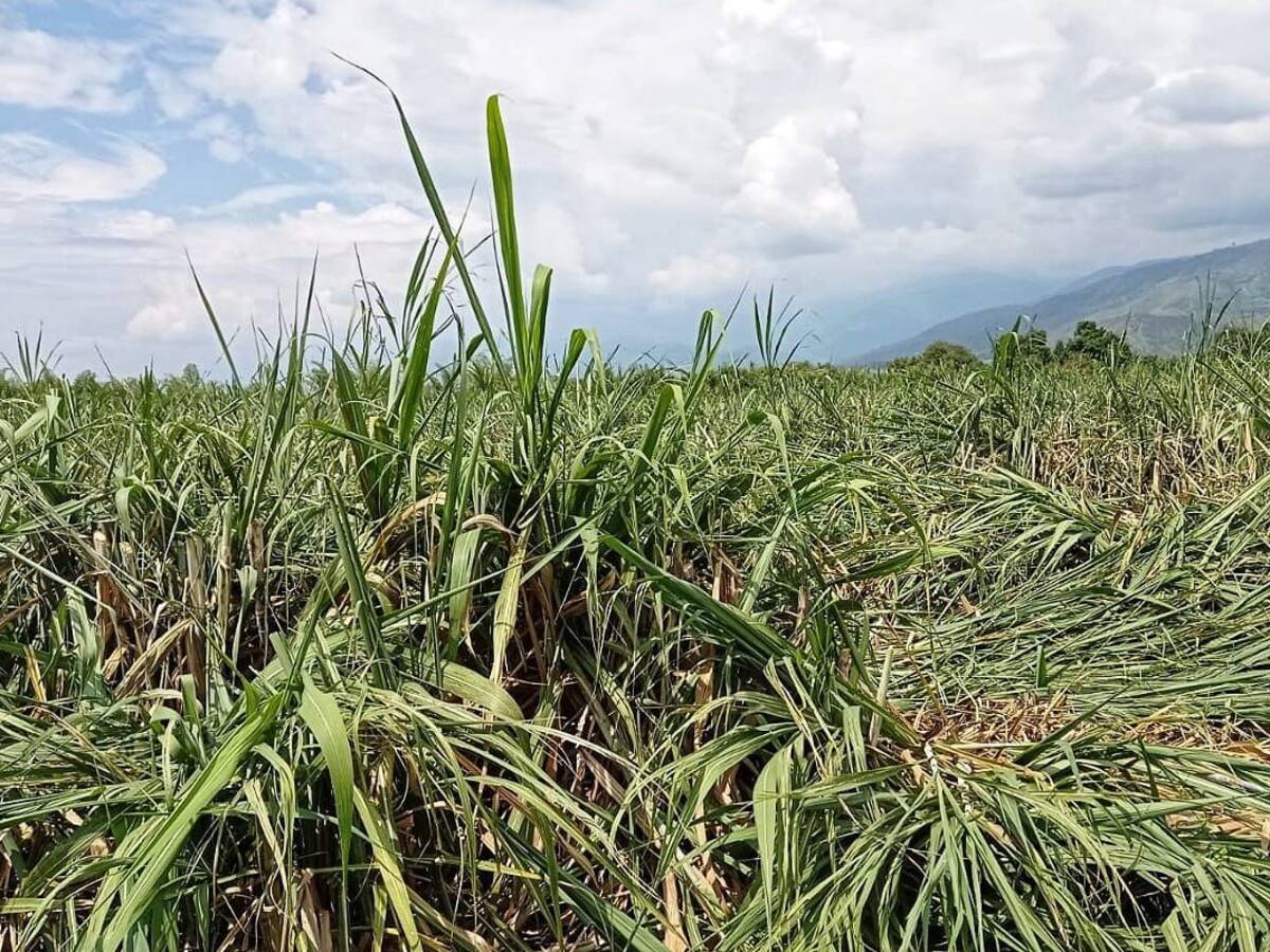 Trabajadores de la caña denuncia pocas garantías para ejercer su trabajo en el Cauca