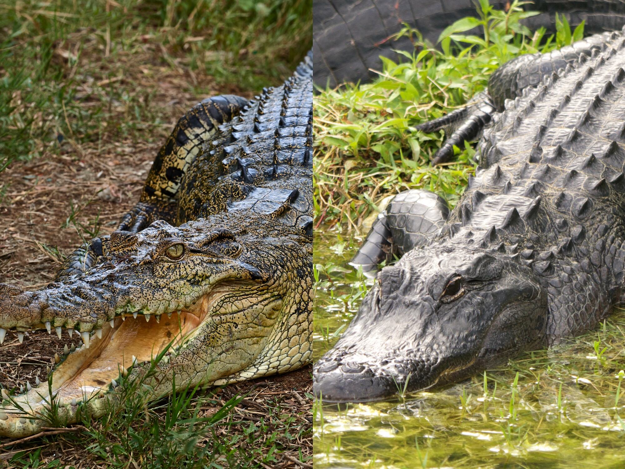 Cocodrilo (izquierda) y caimán (derecha). Foto: Getty Images.