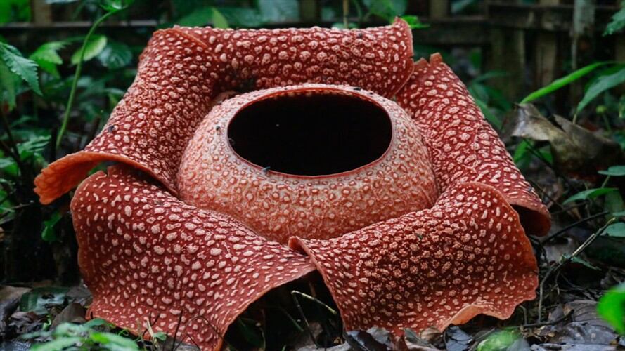 Esta es la flor que "huele a cadáver". Foto: Getty Images