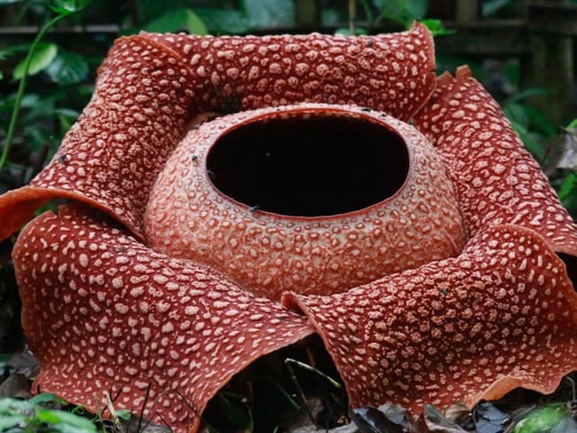 Esta es la flor que &quot;huele a cadáver&quot;. Foto: Getty Images