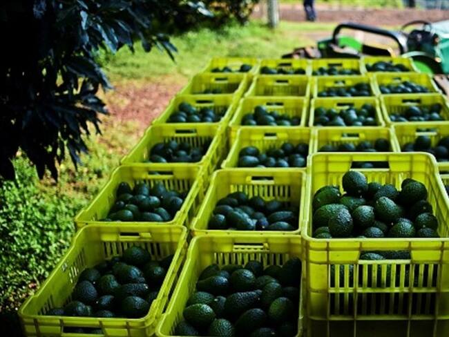 Exportación de aguacate. Foto: Getty Images
