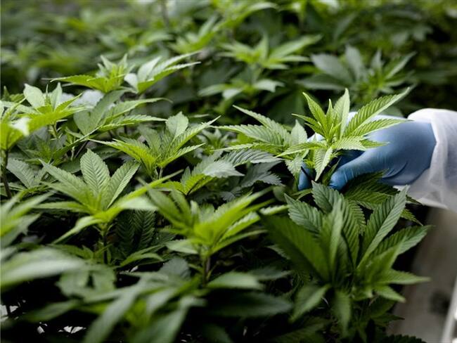 Minjusticia lanza plataforma para agilizar entrega de licencias para cannabis medicinal