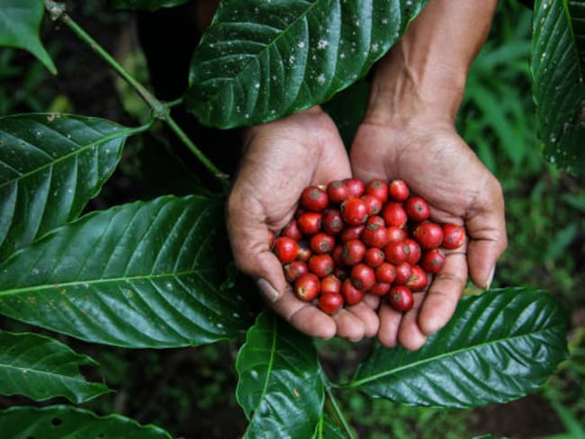 Arabica coffee beans being grown on a plantation, located in Indonesia.