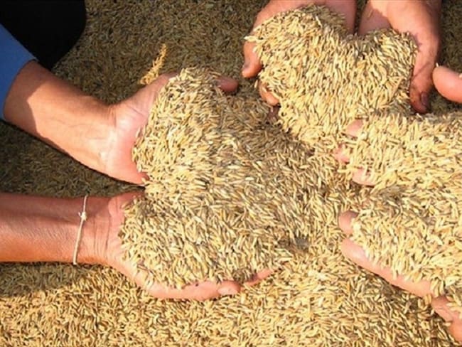 ¿Es competitiva la producción de arroz colombiano?