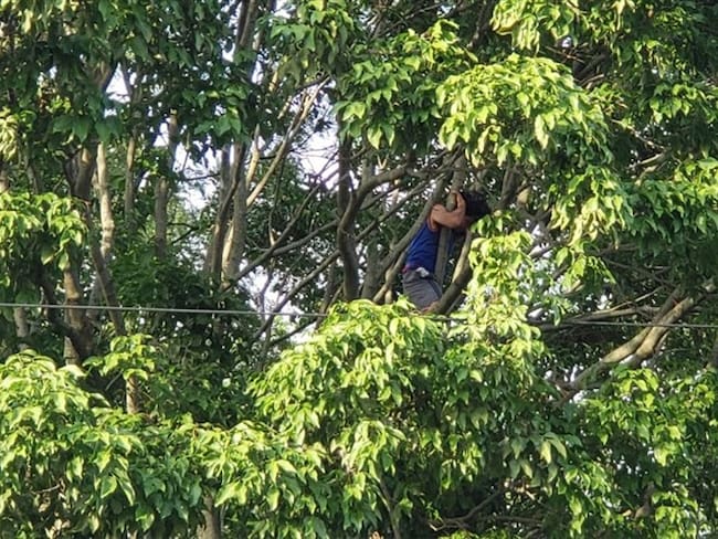 Un hombre se subió a la parte alta de uno de los árboles para evitar que sea talado. Foto: Alejandra Rodríguez (W Radio)