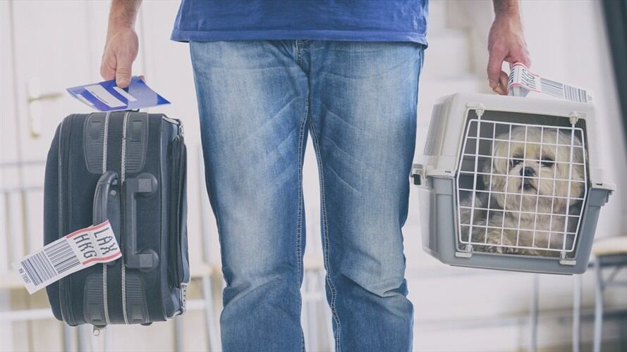 Cargos contra cuatro empresas por infracciones en transporte de mascotas. Foto: Getty Images