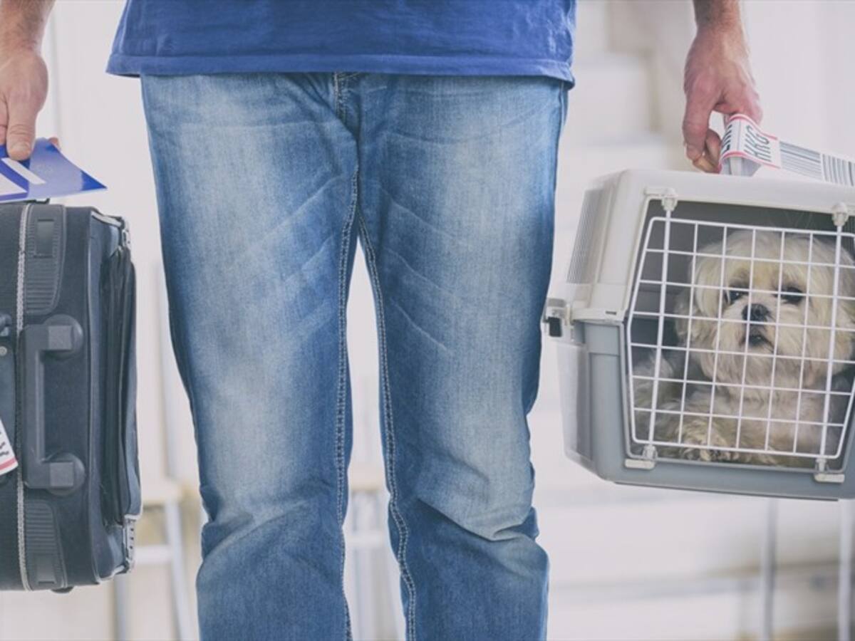 Por infracciones en el transporte de mascotas, formulan cargos contra cuatro empresas