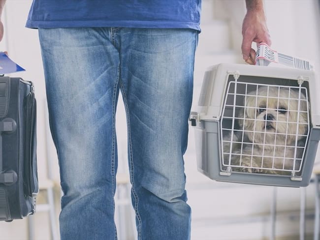 Cargos contra cuatro empresas por infracciones en transporte de mascotas. Foto: Getty Images