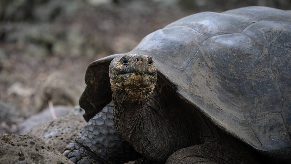 Una de las tortugas más grandes de la historia habitó en Colombia hace 57 millones de años