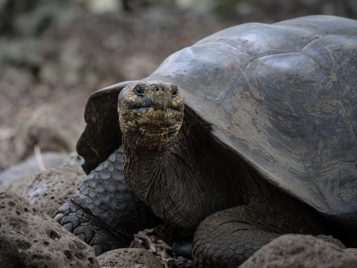 Una de las tortugas más grandes de la historia habitó en Colombia hace 57 millones de años