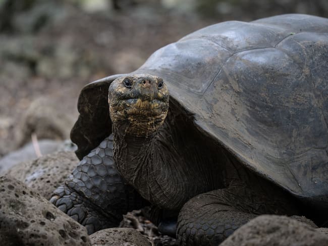 Imagen de referencia. Foto: Ozge Elif Kizil/Anadolu via Getty Images.