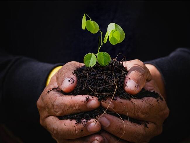 Alcaldía de Barranquilla destinaría un billón de pesos para siembra de árboles