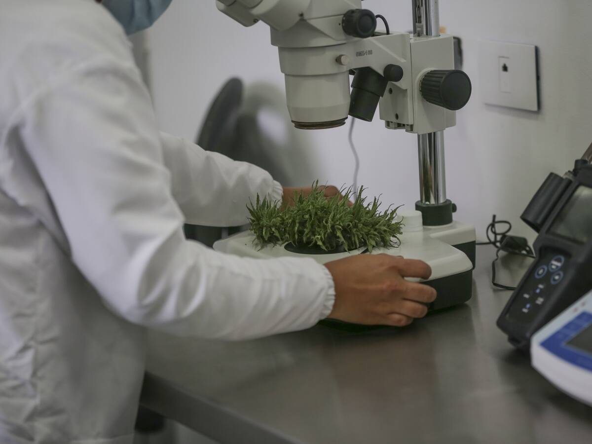 La ultima jugada del gobierno Duque para frenar la industria del cannabis medicinal