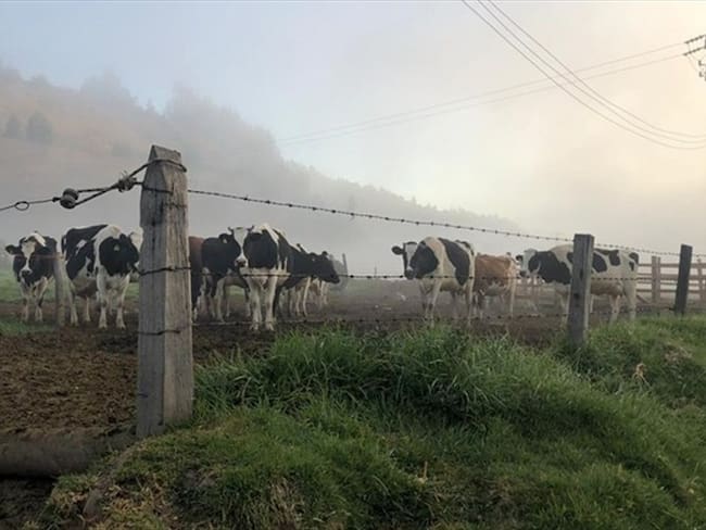 Al finalizar el mes de enero, el secretario de Agricultura de Boyacá, Luis Gerardo Arias, reveló que 37.000 hectáreas resultaron afectadas.. Foto: La W