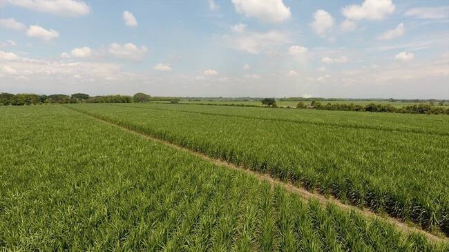 Imagen de referencia. Foto: Colprensa.