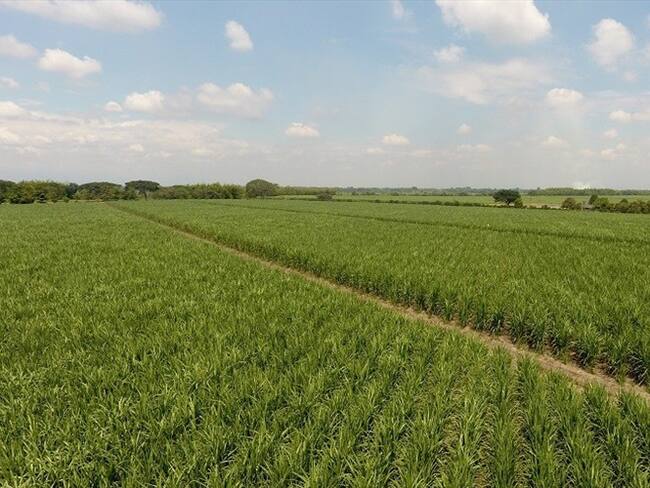 Imagen de referencia. Foto: Colprensa.